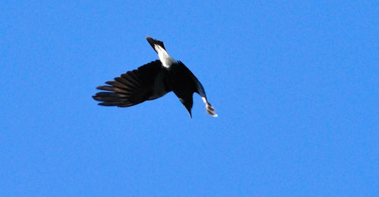 Magpie Menace