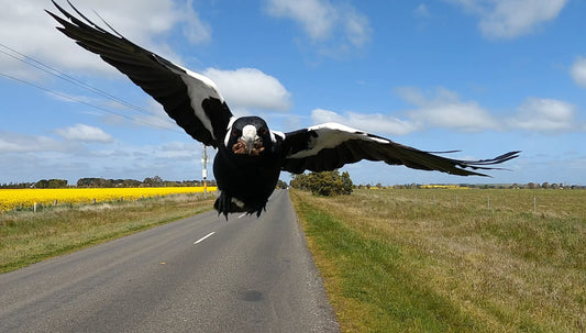 Magpie Attack! Tips On Safe Bike Riding In Swooping Season